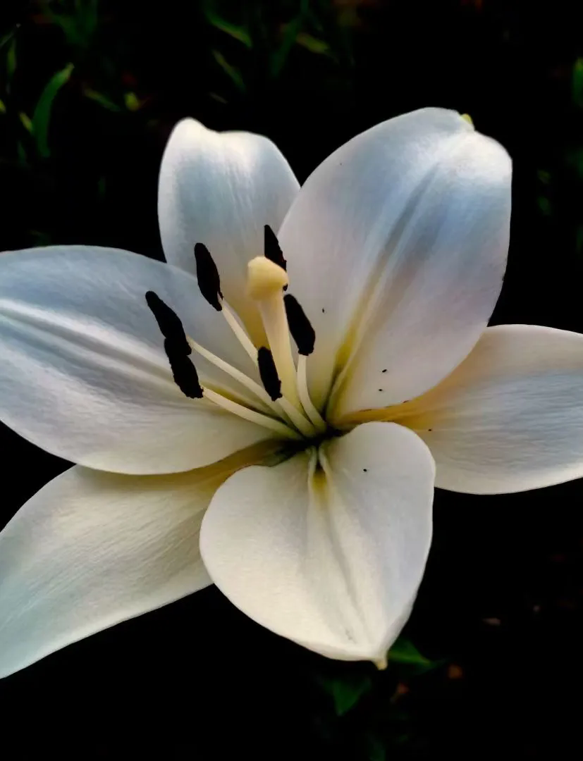 1762134396387578.png 照片2.webp.png